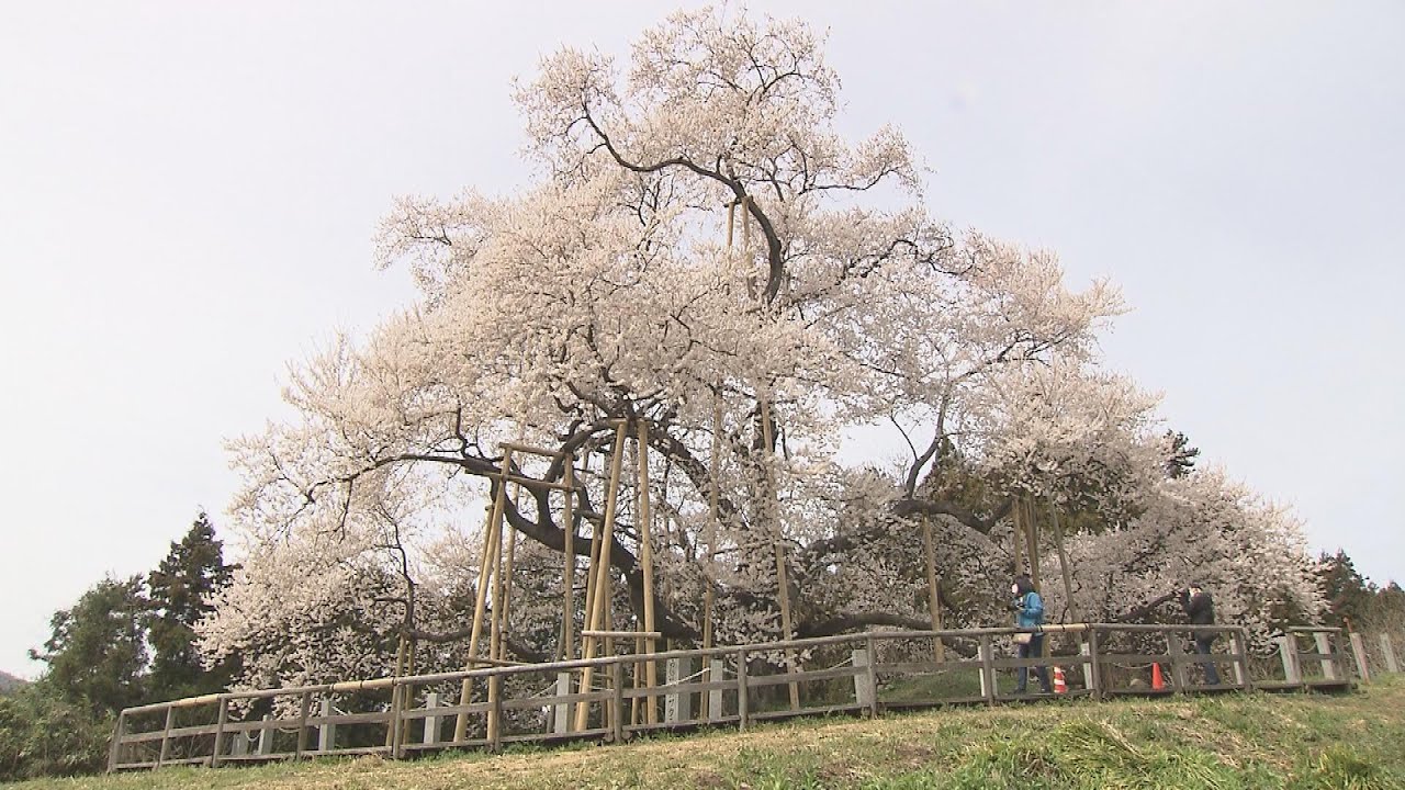 みちのくの春告桜”満開に 樹齢600年超える矢祭町の「戸津辺の桜」 福島