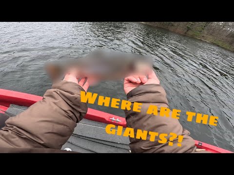 Hunting down big Wisconsin bass that eat these fish