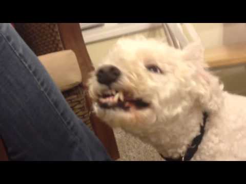 Can My Dog Eat A Warhead Can My Dog Eat A Warhead