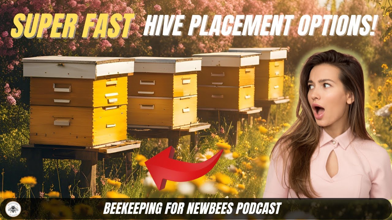 Super Fast Hive Placement Guide! Here’s What I Do 🐝