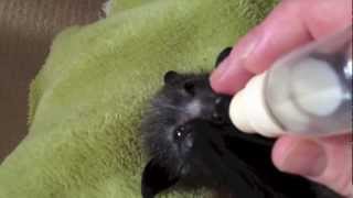 Cute Orphan bat returns home:  this is Bonnet