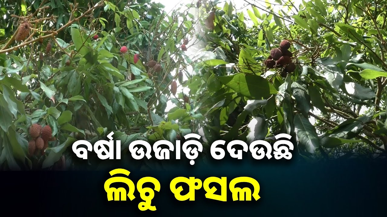 ଲକ୍ଷେ ଜାଗାରେ ଆୟ ହେଉଛି ୧୨ହଜାର, ମୁଣ୍ଡରେ ହାତରେ ଦେଇ ବସିଛନ୍ତି ଲିଚୁ ଚାଷୀ || Knews odisha