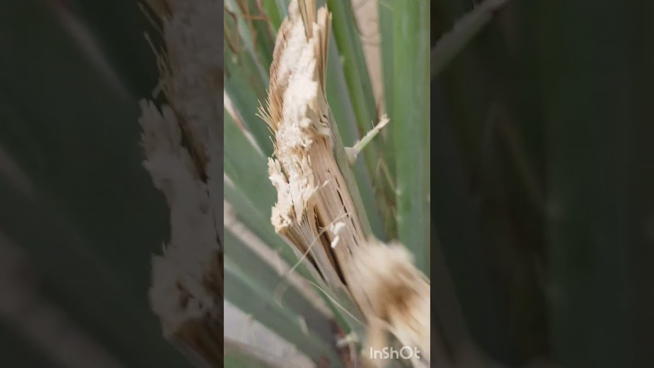 إماطة الأذى عن الطريق صدقة