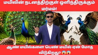 மயில்களின் வினோதமான காதல் உலகம்! Peafowl Breeding Behavior, Selection & Jealousy | Tamil