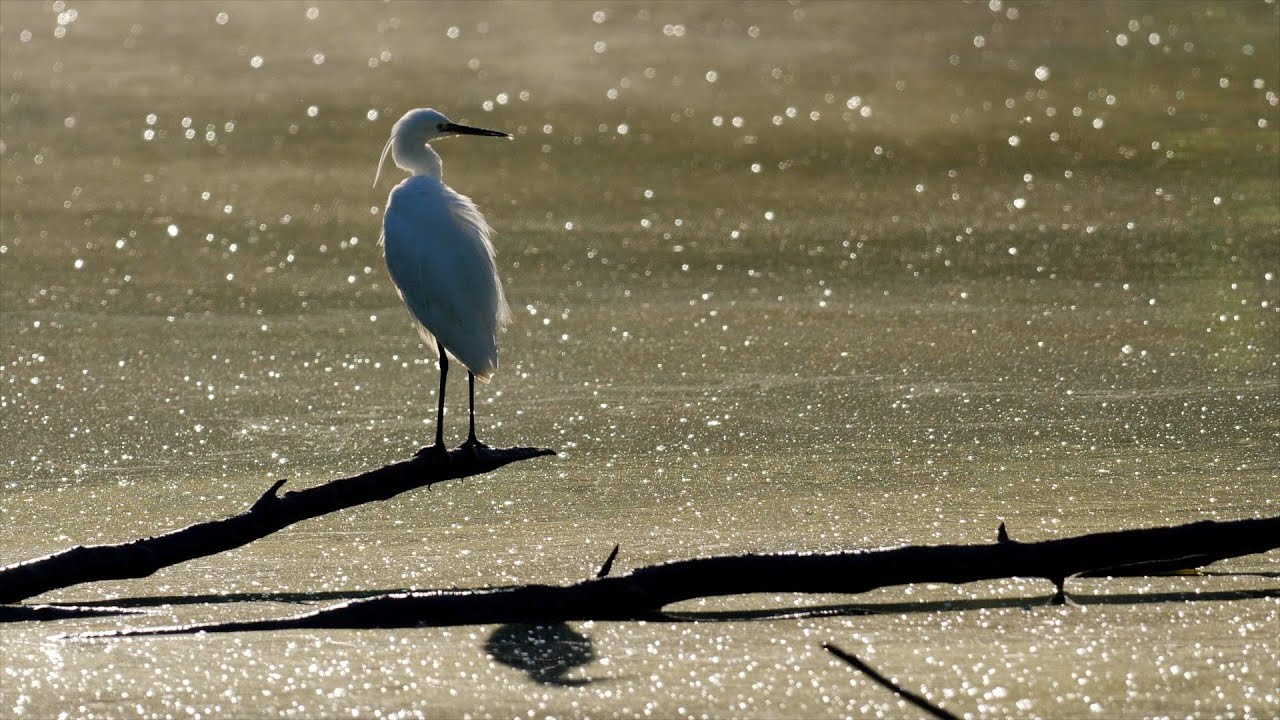 ESTATE AL PARCO LAMBRO MILANO YouTube