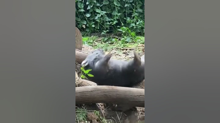 Осторожно, особо впечатлительным лучше пролистать! Неудачный прыжок малютки Вомбата..