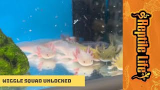 New Axolotls | Reptile Life Geelong