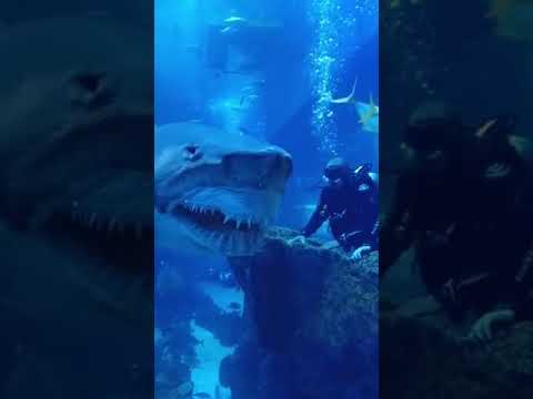 Atlantis The Palm, The Lost Chambers Aquarium, Dubai#shark attack