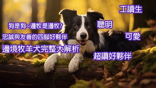 邊境牧羊犬大解析｜忠誠又聰明的四腳好夥伴@rkborderstar