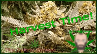 Harvest Time! | Keeping the Perpetual Grow Running | Grown Under Mars Hydro | TWTGC