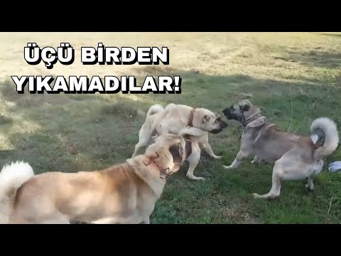 KANGALIMI 3 KÖPEK YIKAMADI! HEPSİ NEYE UĞRADIĞINI ŞAŞIRDI!