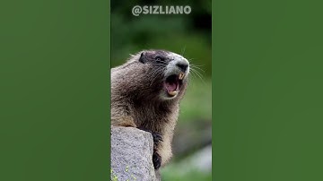 SECRET BEHIND THE SCREAMING RODENT MEME