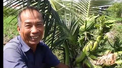 Kỳ lạ cây dừa có một không hai ở Việt Nam