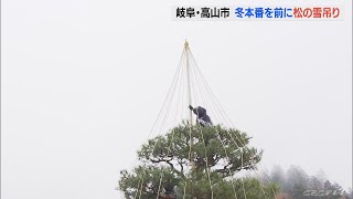 雪の重みで枝が折れるのを防ぐ　高山市の観光名所で「松の雪吊り」作業が始まる　岐阜(2022/11/20)