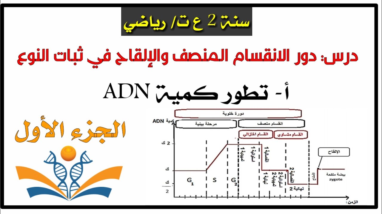 تطور كمية ADN خلال الانقسام المنصف والإلقاح+ مثال بسيط 🎯سنة 2 ع ت /ر
