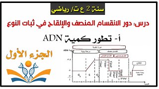 تطور كمية ADN خلال الانقسام المنصف والإلقاح+ مثال بسيط 🎯سنة 2 ع ت /ر