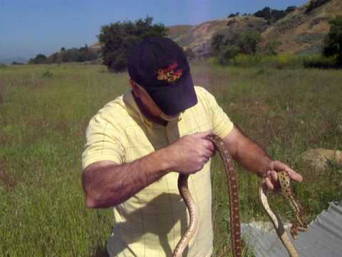 Brian Gundy Herping In Morgan Hill California