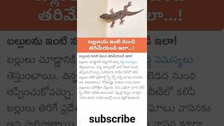 బల్లులను 🦎ఇంటి 🏡నుంచి తరిమేయండి ఇలా...! #kitchen #kitchentips #lizzard #trending #shorts