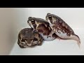 3匹のもち。アメフクラガエルが壁を登る