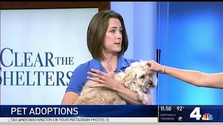 Breaking Down the Pet Adoption Process