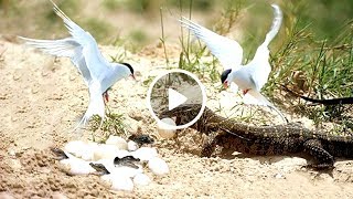 The brave birds chasing monitor lizard ...