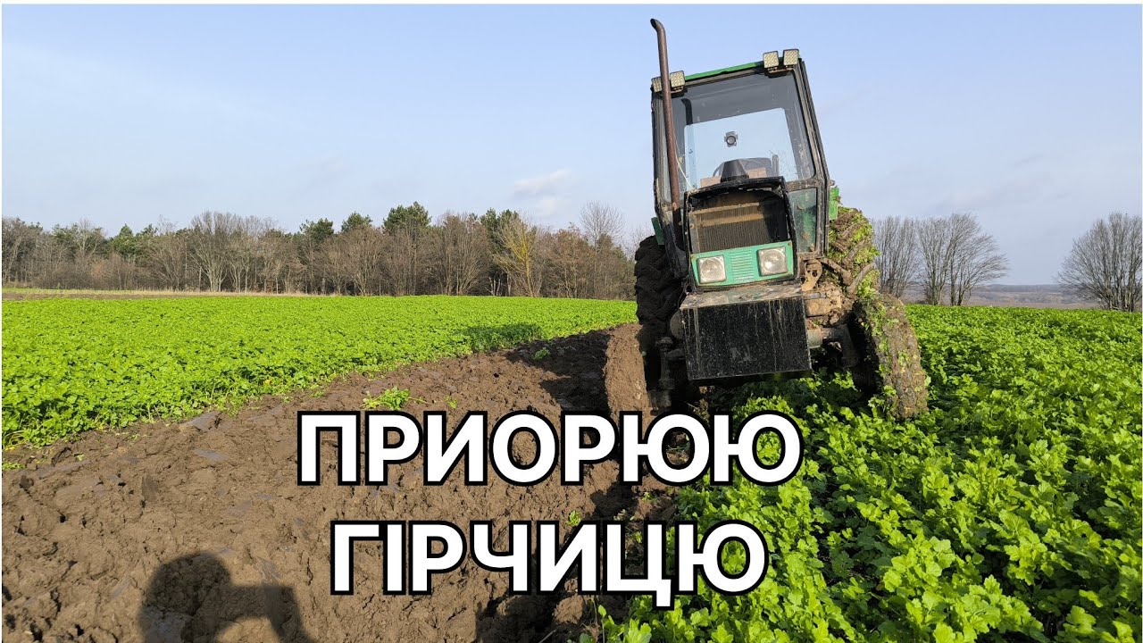Приорюю гірчицю, підсумки по сидератах,  трактор ЮМЗ, 2025.
