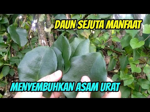 AYO HIDUP SEHAT !! Daun Sejuta Manfaat Inilah Khasiat Daun Binahong