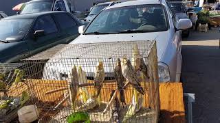 07.07.19. Птичий рынок г Пятигорск ч1. Bird market of Pyatigorsk, part 1.