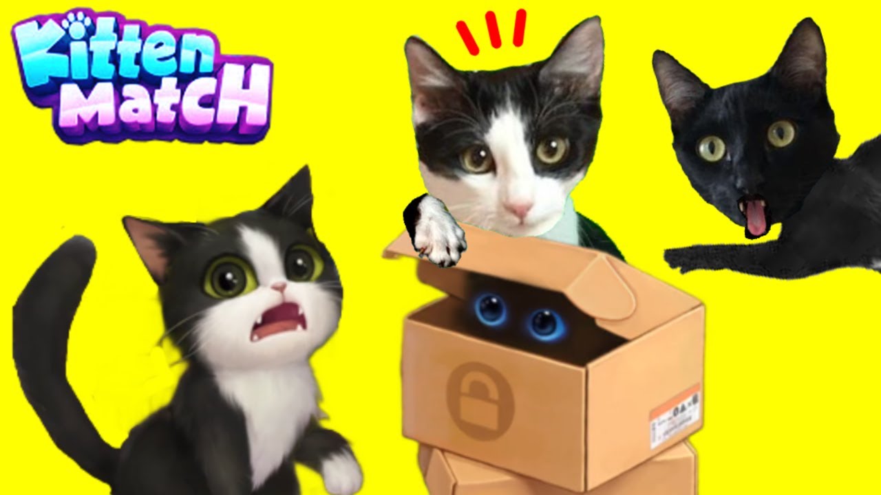 Match cat. Джек Kitten Match. Kitten Match арты. Киттен матч кошка Руби. Kitten Match all Cats.