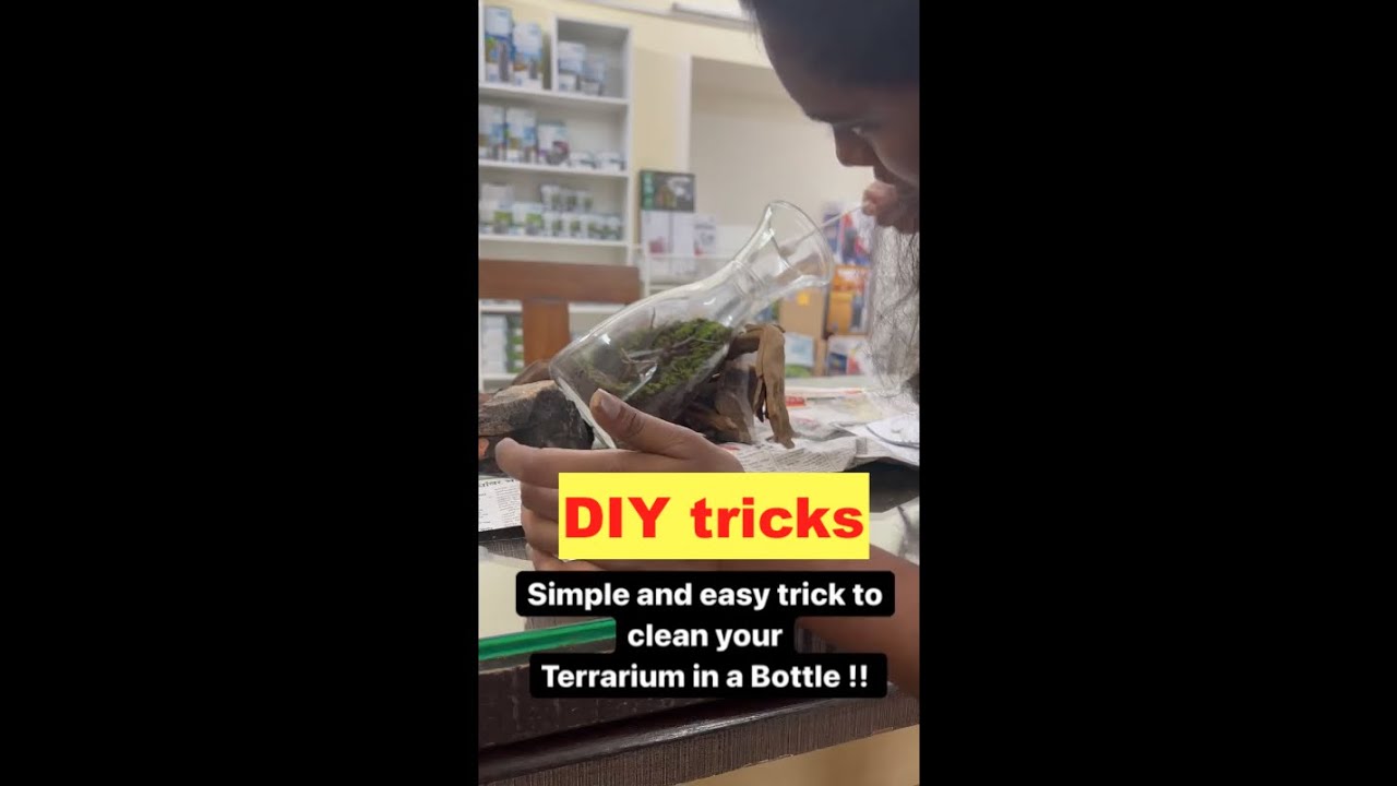 Simple tips to keep Terrarium clean | DIY Tricks | Terrarium in Bottle | Easy tips
