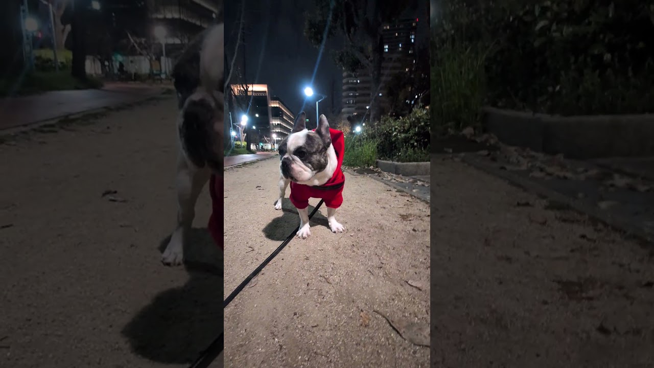 マイペースなフレブル お決まりの「立ち止まる!」から「走る!走る!」 飼い主が好きすぎるフレンチブルドッグ『ぶーちゃん日記』#フレンチブルドッグ #散歩 #frenchbulldog #フレブル飼い方