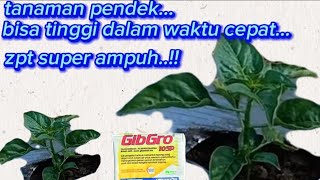 Super powerful PGR...!! Short plants can grow tall in an instant..@Ardana-Pt