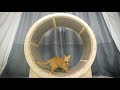 How to make a Cat Exercise Wheel