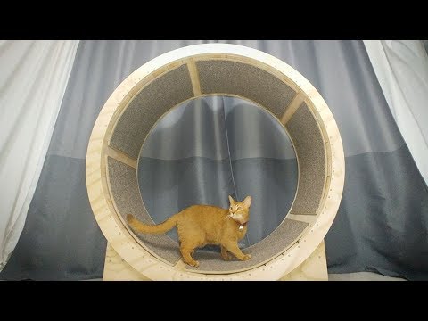 make your own cat wheel