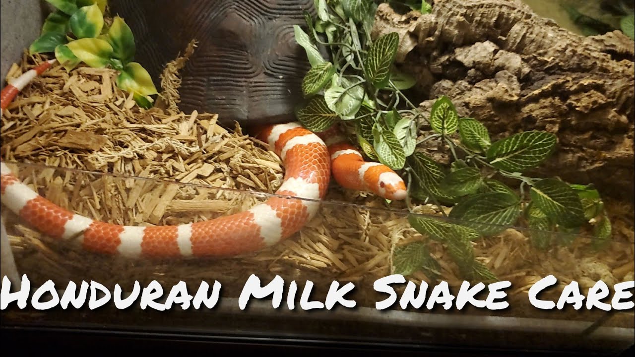 Honduran Milk Snake Care Guide (Basic) - YouTube