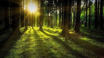 3 Minutes Timer music bird, nature sounds in the forest, relaxing and meditation music #ravigupta