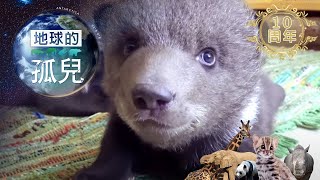 地球的孤兒 ~熊的國度獵殺棕熊 Orphans of the Earth/ Saving Orphaned Bear Cubs【全集】白心儀