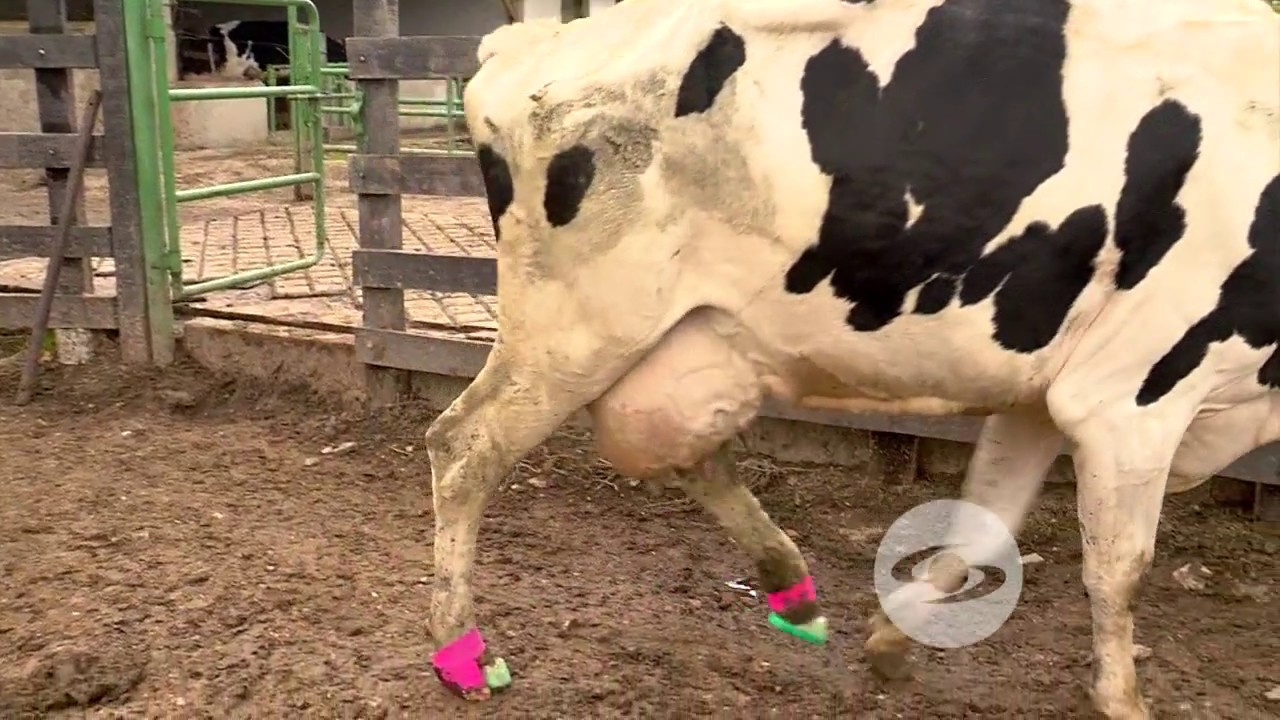 Tratamiento de patologías podales en los bovinos | La Finca de Hoy - YouTube