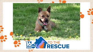 Duchess | 16 To The Rescue