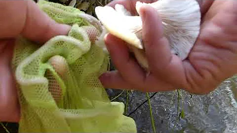 Harvesting Wild Oyster Mushrooms