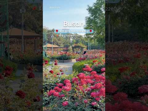 지금 안 가면 후회하는 장미 명소 🌹 화명장미공원