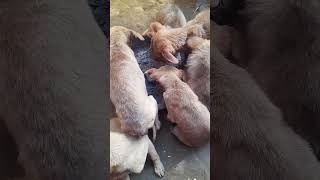 gSong #ong #LoveStatusLoveStatus‎‎‎ingSong