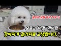 강아지에게 알러지, 알레르기만 유발시키는 나쁜 사람음식 5가지【강아지가 절대 먹으면 안되는 음식 5가지】