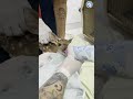 Orphaned Baby Deer Being Fed With A Bottle