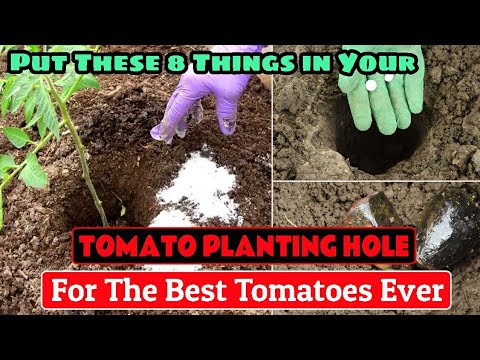 Put These 8 Things In Your TOMATO Planting Hole For The Best Tomatoes Ever