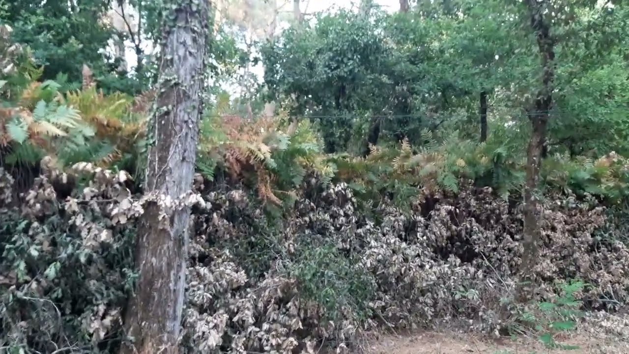 palombe.org - Corvée fougères à la palombière