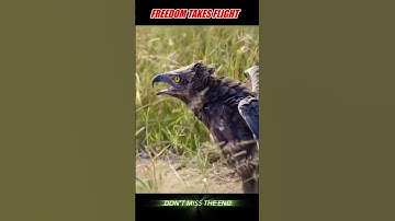 IMPOSSIBLE BATTLE #trending #animals #wildlife #youtubeshorts #shorts #snake #eagle #lion #viralshor