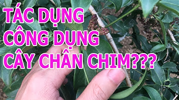 Ngũ Gia Bì - Cây Chân Chim (Lá Lằng) Hỗ Trợ Điều Trị Bệnh Gout Cực Hay 0976836586