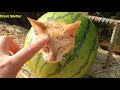 Rescue The Cat Trapped In A Watermelon ... This Is The Master's Evil Joke | Great Shelter