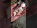 macam-macam cangkang siput 🐌 #seashells #siputlaut #cangkangkerang #shortvideo #viral